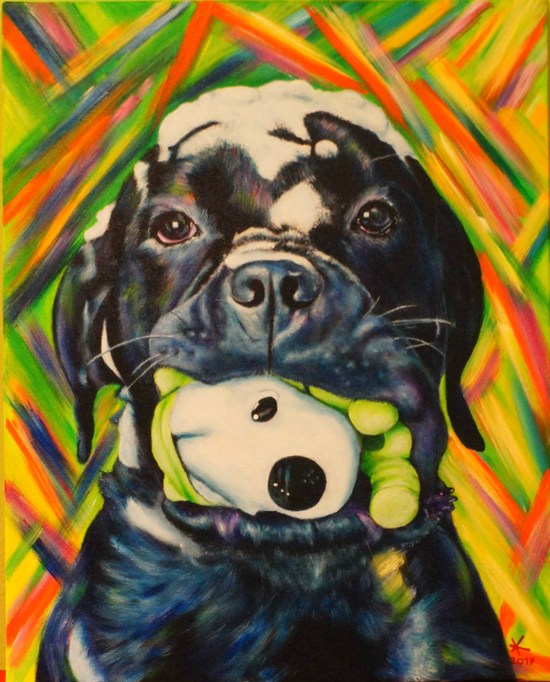 Cane corso Bandito