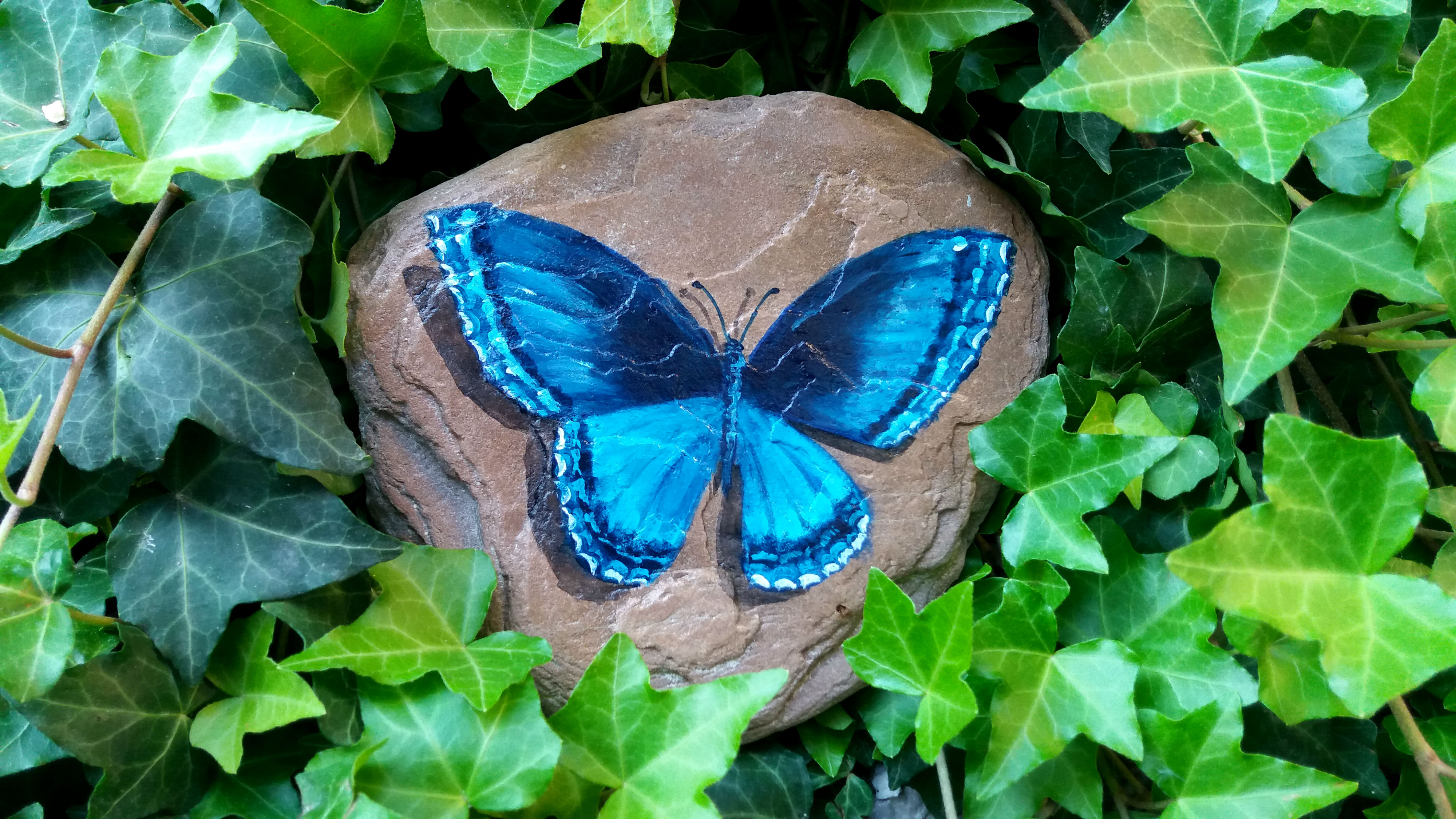 Modri metulj na kamnu