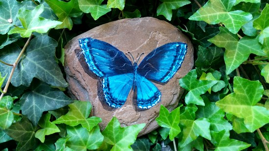 Modri metulj na kamnu