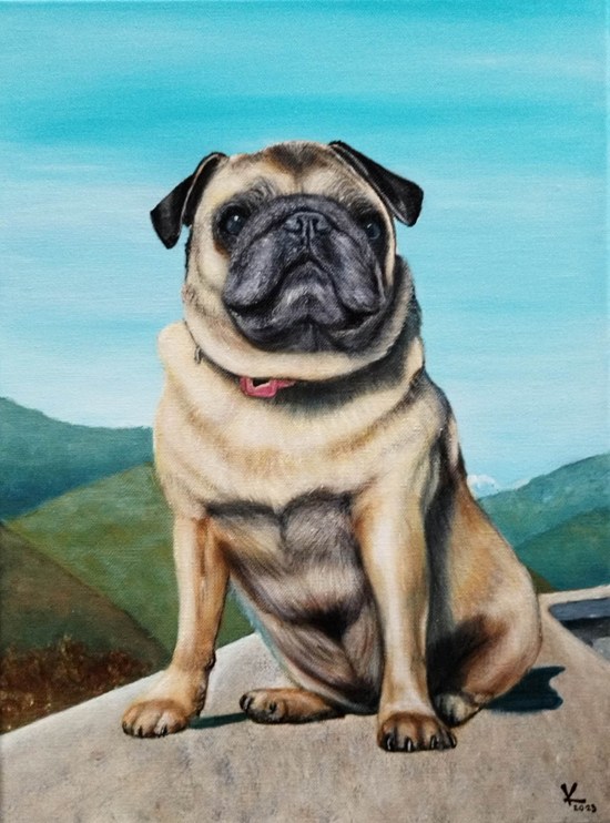Mops, portret psa