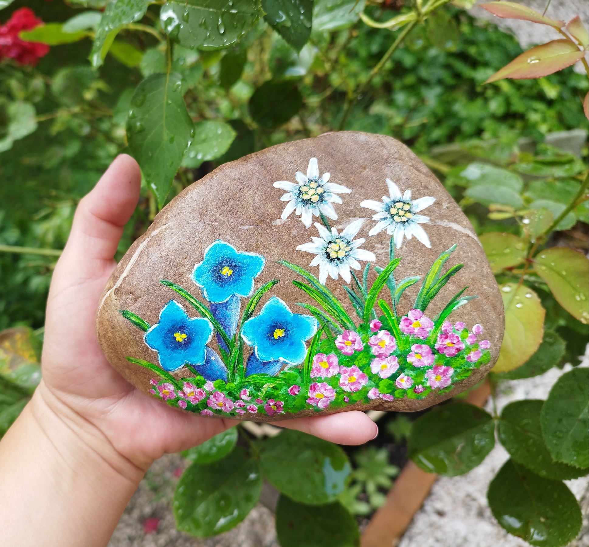 Planinsko cvetje na kamnu