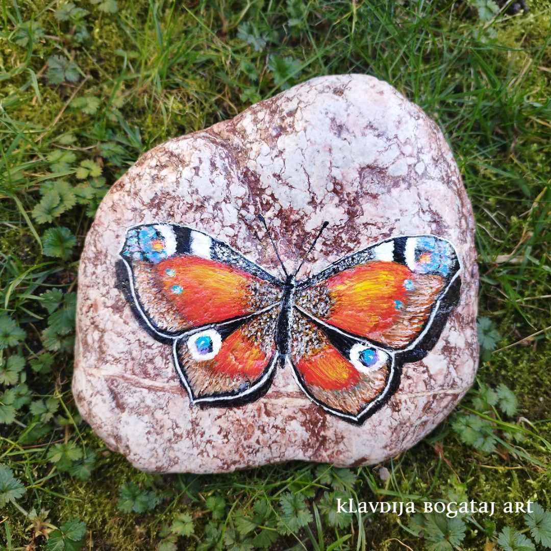 Metulj admiral na večjem kamnu